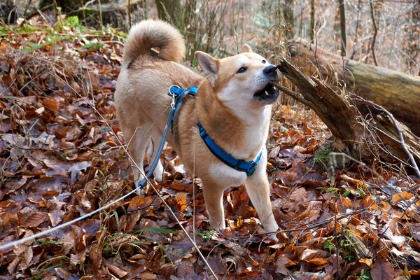 Cão Floresta — Fotografia de Stock