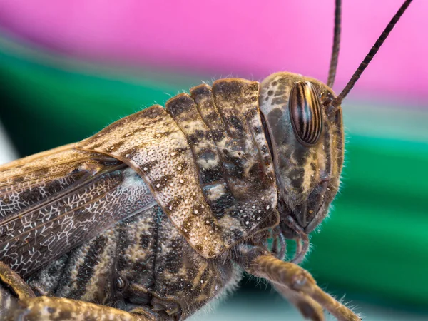 Macro Shot Beautiful Insect — Stock Photo, Image