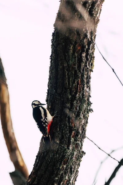 Pássaro Está Sentado Galho Árvore — Fotografia de Stock