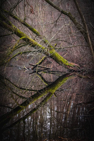 Bela Vista Floresta — Fotografia de Stock