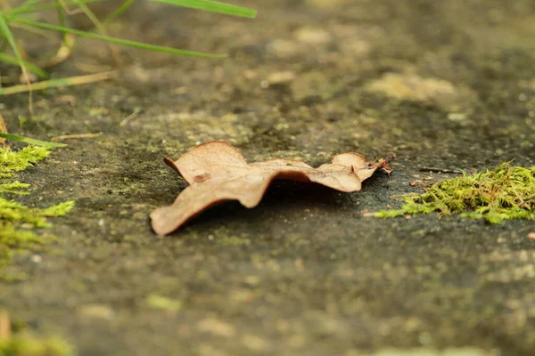 Herbstblätter Flora Und Laub — Stockfoto