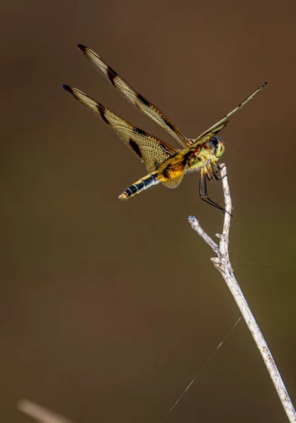 Libellule Sur Une Branche — Photo