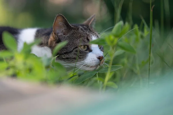 Katt Gräset — Stockfoto