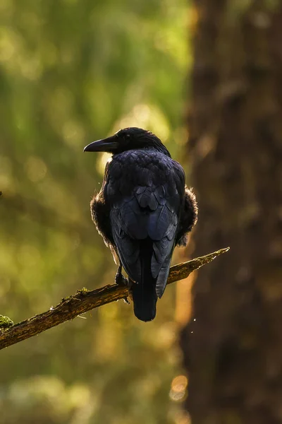 Pájaro Corona Negra Una Rama —  Fotos de Stock