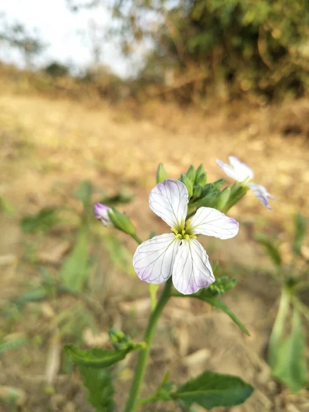 Close Van Mooie Bloeiende Plant — Stockfoto