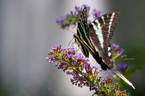 Çiçekteki Kelebek Yaklaş — Stok fotoğraf
