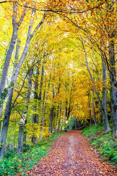 Podzimní Les Žlutými Listy Stromy — Stock fotografie