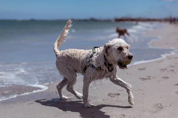 Cane Divertirsi Sulla Spiaggia Guardando Fotocamera — Foto Stock