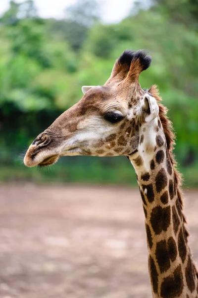 Žirafa Zoo — Stock fotografie