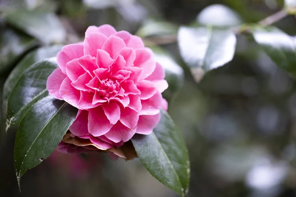 Rosa Blume Einem Garten — Stockfoto