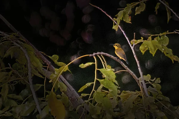 View Small Bird Sitting Branch — Stock Photo, Image