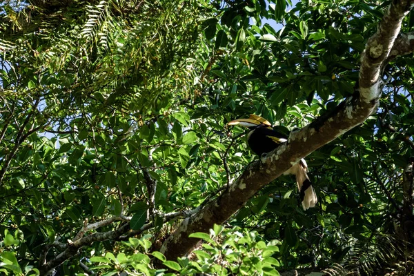 Mooie Opname Van Vogel Natuurlijke Habitat — Stockfoto