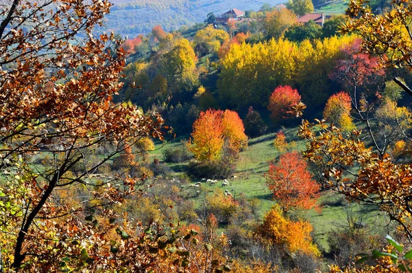 Renkli Yapraklı Sonbahar Manzarası — Stok fotoğraf