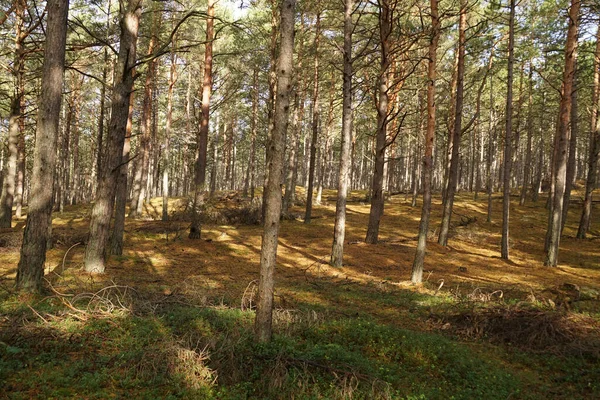 Landskap Med Vackra Färgglada Träd Solig Dag — Stockfoto