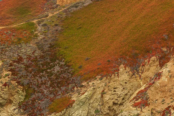 Renkli Ağaçlarla Dolu Sonbahar Manzarası — Stok fotoğraf