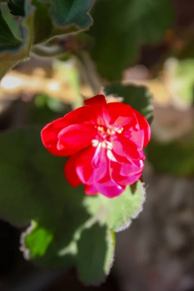 Вид Красиві Квіти Цвітуть — стокове фото