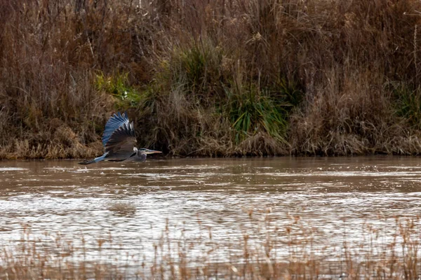 Ein Vogel See — Stockfoto