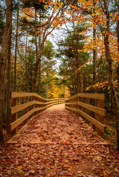 色とりどりの木々や葉を持つ秋の風景 — ストック写真