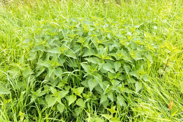 Zielone Liście Młodych Roślin — Zdjęcie stockowe