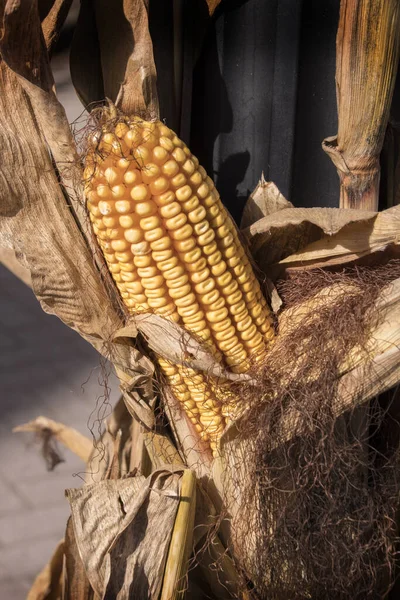 Кукурузный Початок Ферме — стоковое фото