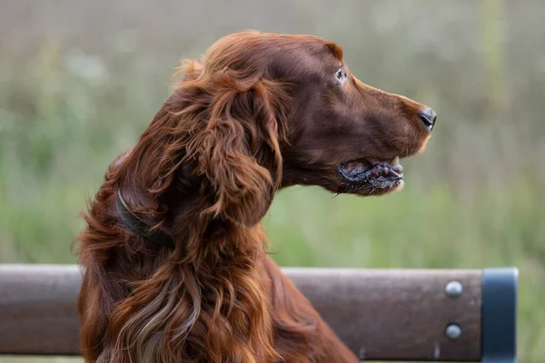 秋の森を背景に杖を持つ犬 — ストック写真