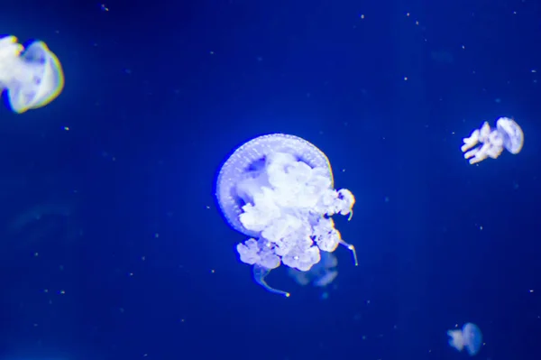 Medusas Mar — Fotografia de Stock