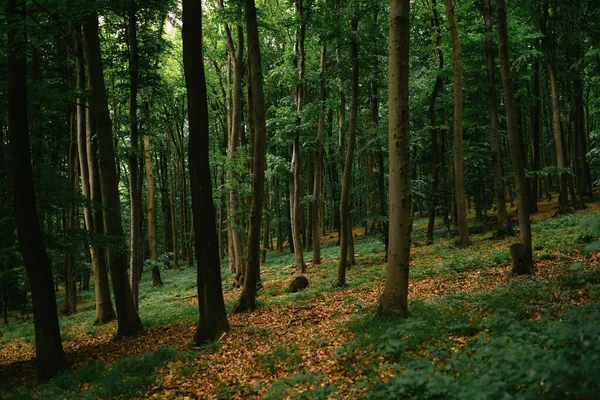 Schöner Wald Morgen — Stockfoto
