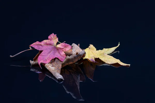 黑色背景上的秋天叶子 — 图库照片