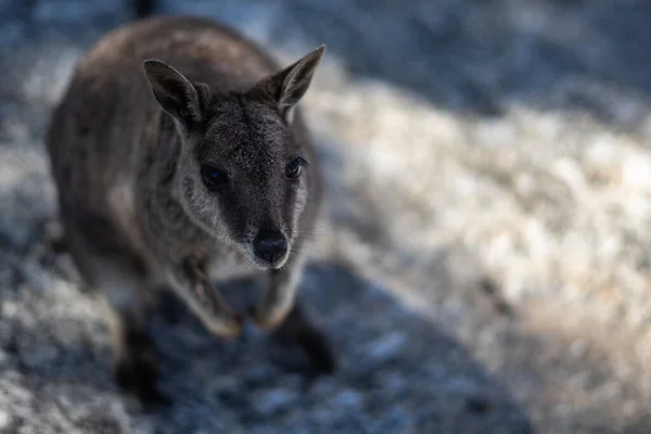 Topraktaki Sevimli Bir Kangurunun Yakın Plan Fotoğrafı — Stok fotoğraf