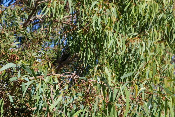 Gröna Oliver Trädgården — Stockfoto