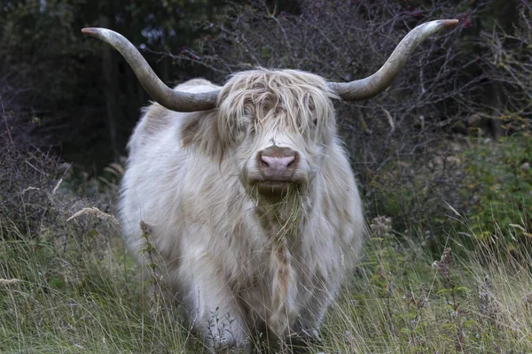 ある分野で牛のクローズアップショットが — ストック写真