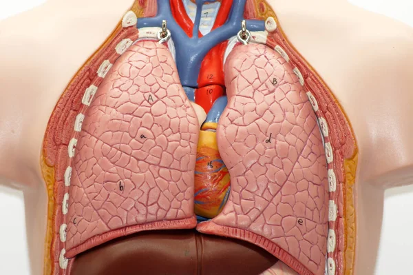 Anatomía Del Cuerpo Humano Vista Cerca — Foto de Stock
