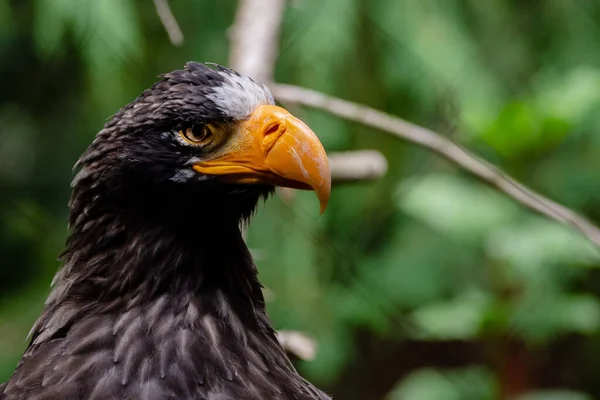 Close Beautiful Eagle — Stock Photo, Image