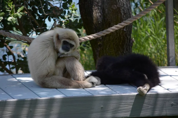 Primer Plano Lindo Macaco Cola Blanca Sentado Tronco Árbol —  Fotos de Stock