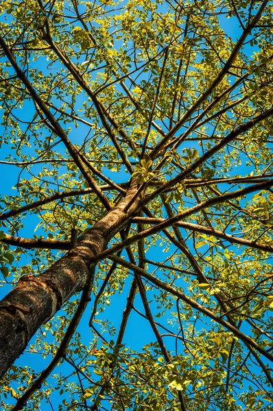 Berkenboom Het Bos — Stockfoto