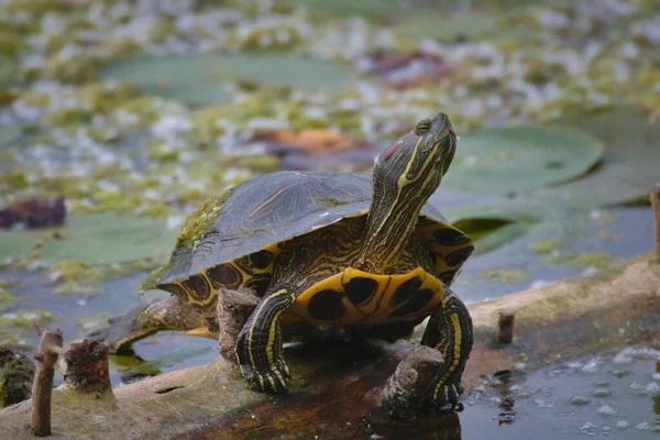 Żółw Wodzie — Zdjęcie stockowe