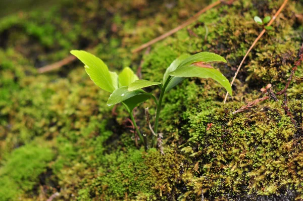 Groene Bladeren Het Bos — Stockfoto