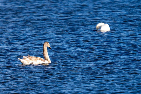 Weißer Schwan Auf Dem See — Stockfoto