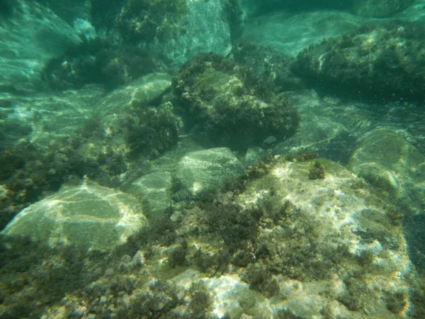 Unterwasserwelt Korallenriff Roten Meer — Stockfoto