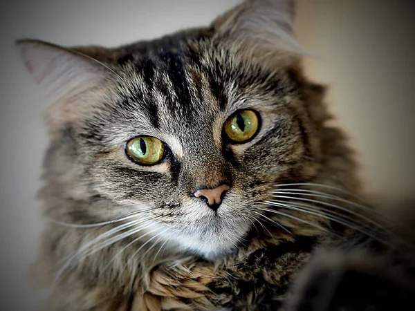 Retrato Hermoso Gato — Foto de Stock