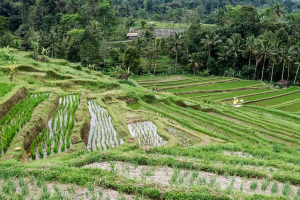 Ταράτσες Ρυζιού Στην Ύπαιθρο Της Ταϊλάνδης — Φωτογραφία Αρχείου