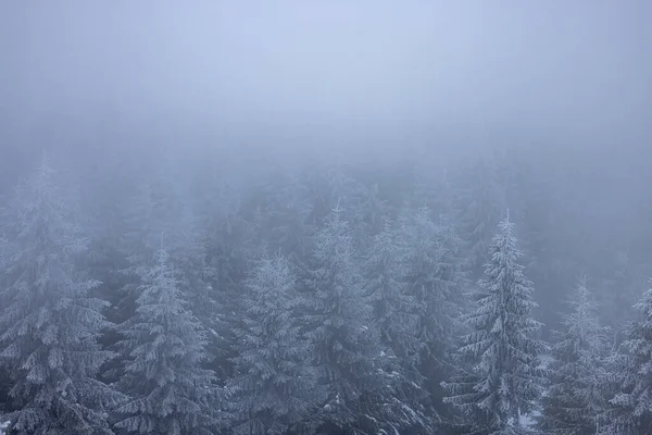 Bellissimo Paesaggio Invernale Con Alberi Innevati — Foto Stock