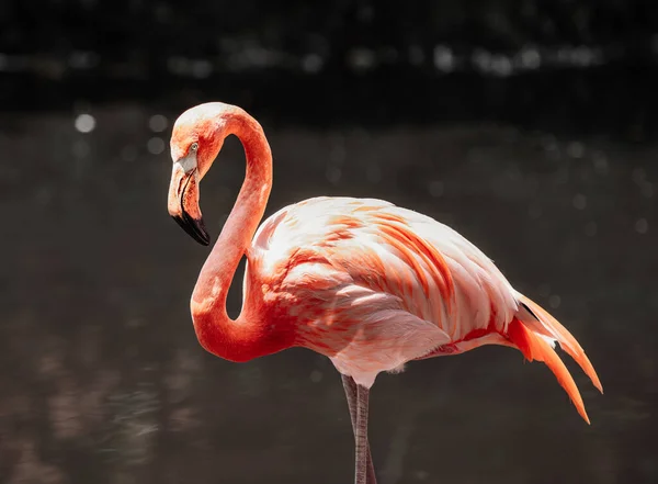 Flamingo Rosa Ruber Phoenicopterus Foco Seletivo — Fotografia de Stock