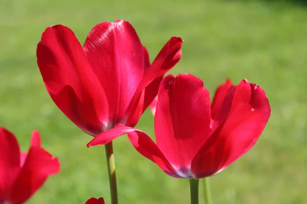 Rode Tulp Tuin — Stockfoto