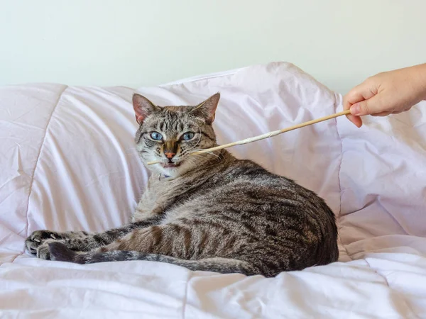 Sevimli Bir Tekir Kedi Yatakta Yatıyor — Stok fotoğraf