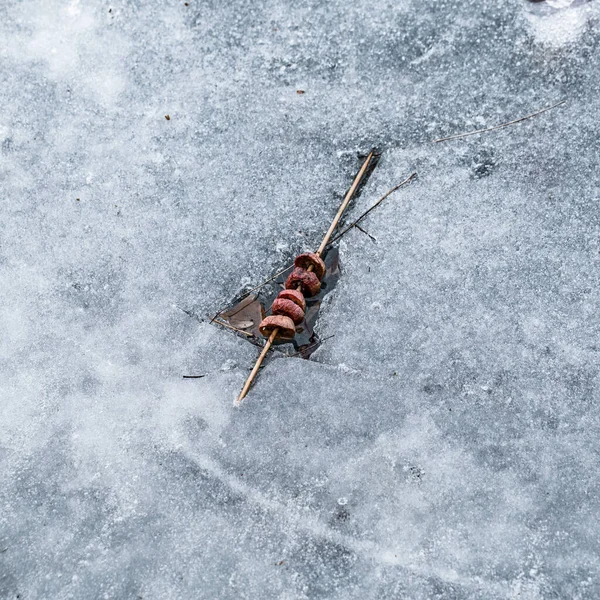 Κοντινό Πλάνο Νεκρού Εντόμου Παγωμένη Λίμνη — Φωτογραφία Αρχείου