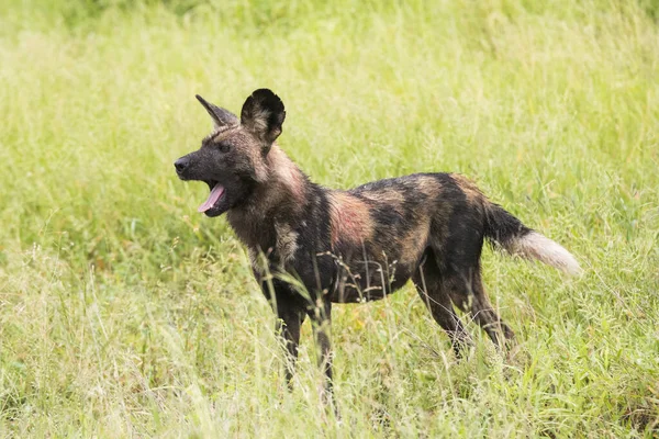 Hyena Het Wild — Stockfoto