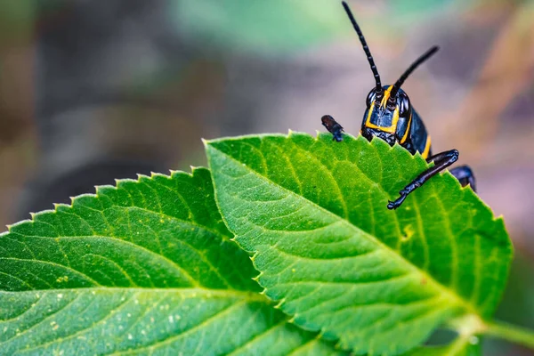 Primer Plano Escarabajo Negro Amarillo — Foto de Stock