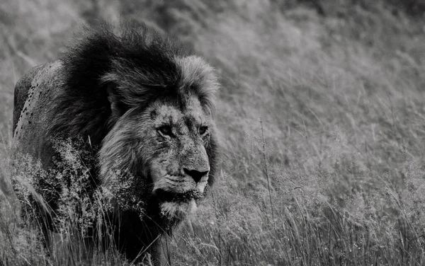 Lew Sawannie Afryki — Zdjęcie stockowe