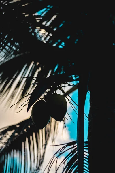 Hojas Palma Sobre Fondo Cielo Azul —  Fotos de Stock